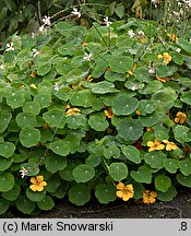 Tropaeolum majus (nasturcja większa)