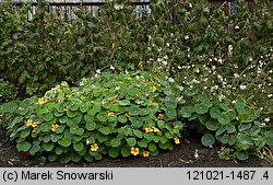 Tropaeolum majus (nasturcja większa)