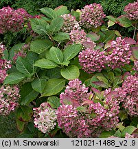 Hydrangea macrophylla (hortensja ogrodowa)