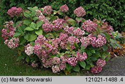 Hydrangea macrophylla (hortensja ogrodowa)