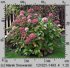 Hydrangea macrophylla (hortensja ogrodowa)