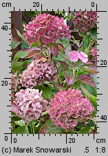 Hydrangea macrophylla (hortensja ogrodowa)