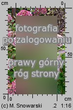 Hydrangea macrophylla (hortensja ogrodowa)
