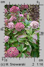 Hydrangea macrophylla (hortensja ogrodowa)