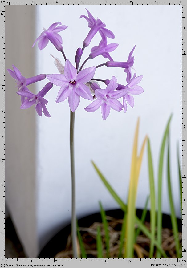 Tulbaghia violacea (czosnek fiołkowaty)