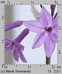 Tulbaghia violacea (czosnek fiołkowaty)