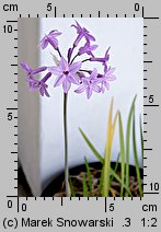 Tulbaghia violacea (czosnek fiołkowaty)