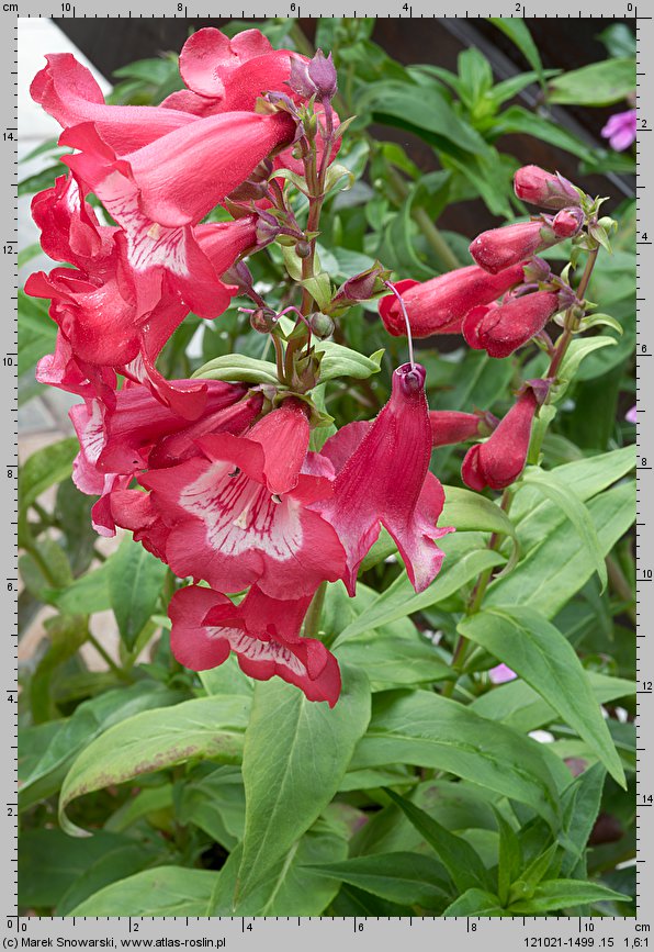 Penstemon ×hybridus (penstemon ogrodowy)