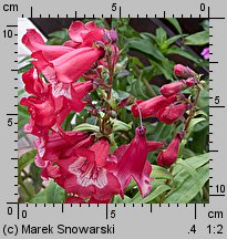 Penstemon ×hybridus (penstemon ogrodowy)