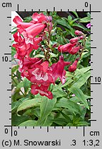 Penstemon ×hybridus (penstemon ogrodowy)