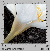 Crocus speciosus (krokus okazały)