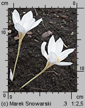 Crocus speciosus (krokus okazały)