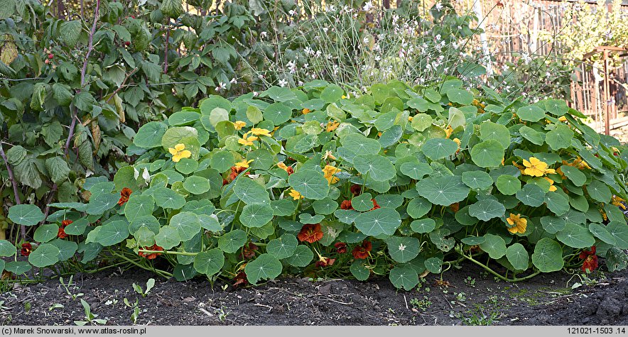 Tropaeolum majus (nasturcja większa)