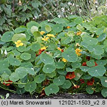 Tropaeolum majus (nasturcja większa)