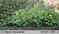 Tropaeolum majus (nasturcja większa)