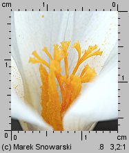 Crocus speciosus (krokus okazały)