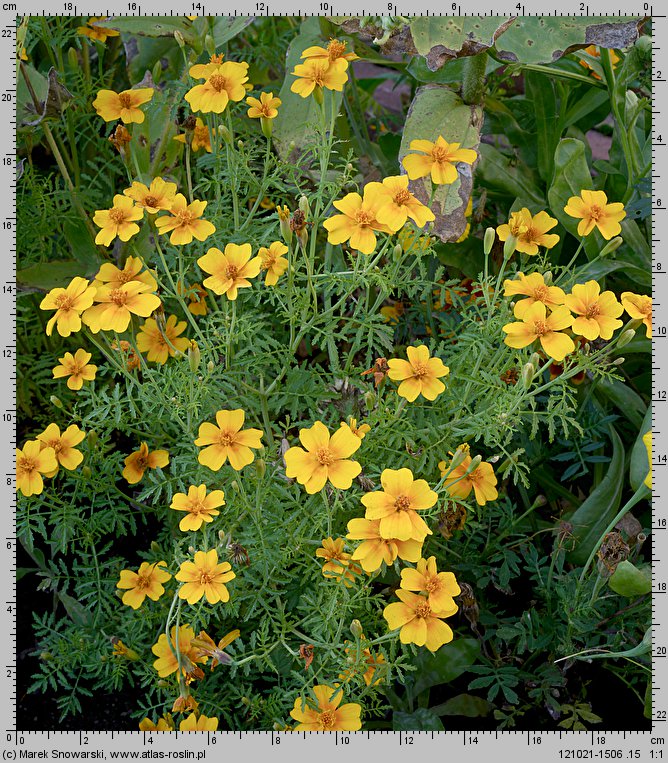 Tagetes tenuifolia (aksamitka wąskolistna)