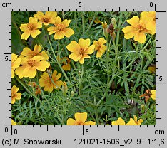 Tagetes tenuifolia (aksamitka wąskolistna)