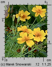 Tagetes tenuifolia (aksamitka wąskolistna)