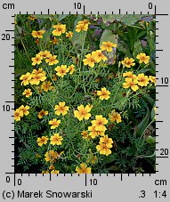 Tagetes tenuifolia (aksamitka wąskolistna)