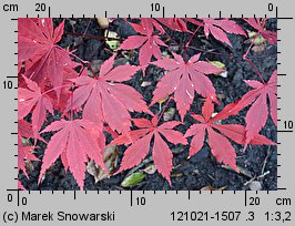 Acer palmatum (klon palmowy)