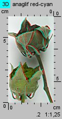 Hibiscus moscheutos (ketmia bagienna)