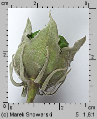 Hibiscus moscheutos (ketmia bagienna)