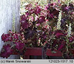 Solenostemon scutellarioides (koleus Blumego)