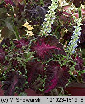 Solenostemon scutellarioides (koleus Blumego)