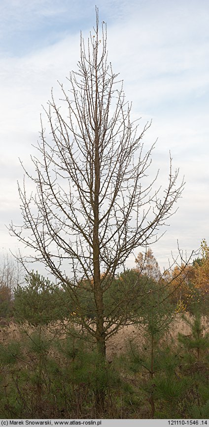 Pyrus pyraster (grusza polna)