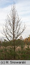 Pyrus pyraster (grusza polna)