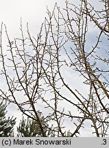 Pyrus pyraster (grusza polna)