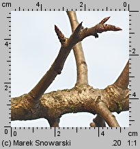 Pyrus pyraster (grusza polna)