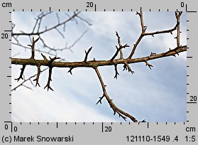 Pyrus pyraster (grusza polna)