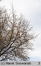 Acer saccharinum (klon srebrzysty)