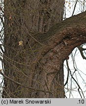 Acer saccharinum (klon srebrzysty)