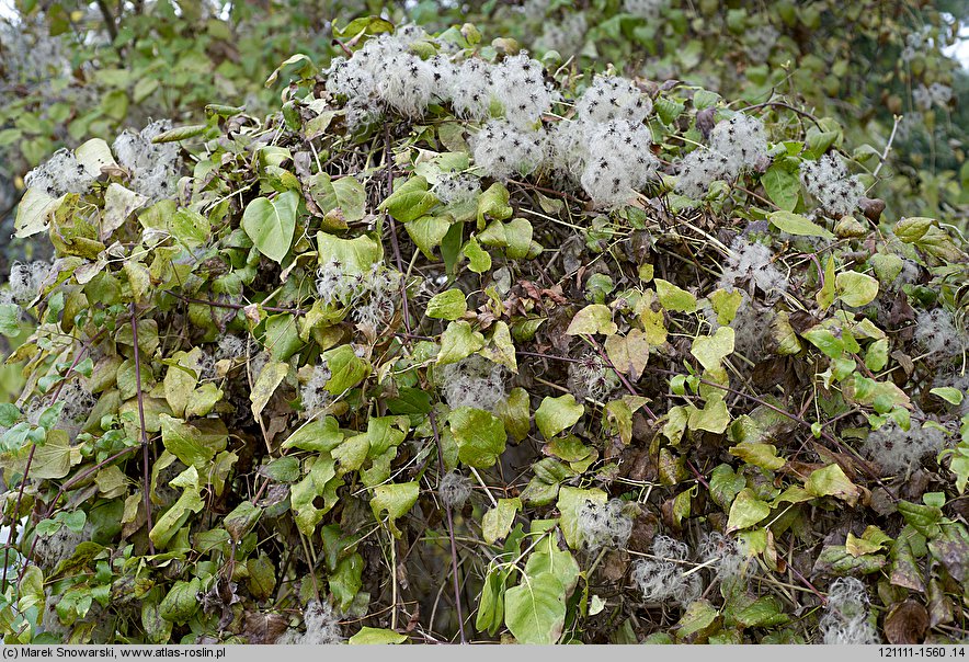 Clematis vitalba (powojnik pnący)