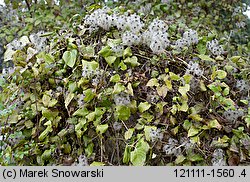 Clematis vitalba (powojnik pnący)