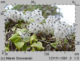 Clematis vitalba (powojnik pnący)