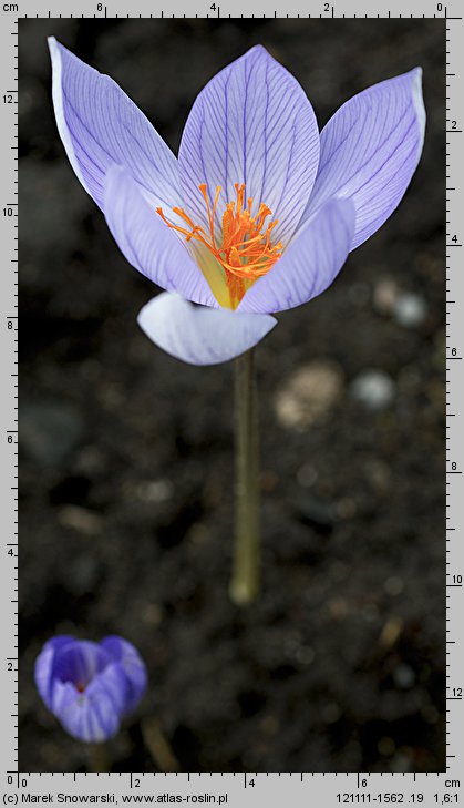 Crocus speciosus Conqueror