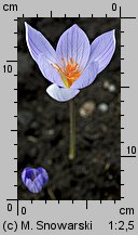 Crocus speciosus Conqueror