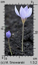 Crocus speciosus Conqueror