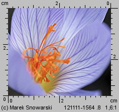 Crocus speciosus Conqueror