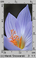 Crocus speciosus Conqueror