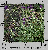 Salvia viridis (szałwia zielona)