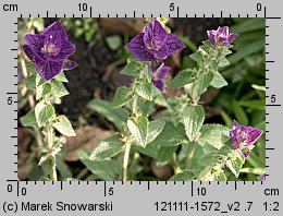 Salvia viridis (szałwia zielona)