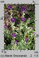 Salvia viridis (szałwia zielona)