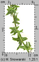 Atriplex patula (łoboda rozłożysta)