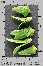 Atriplex patula (łoboda rozłożysta)