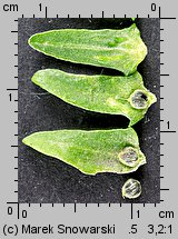 Atriplex patula (łoboda rozłożysta)